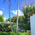 Las Dos Palmeras